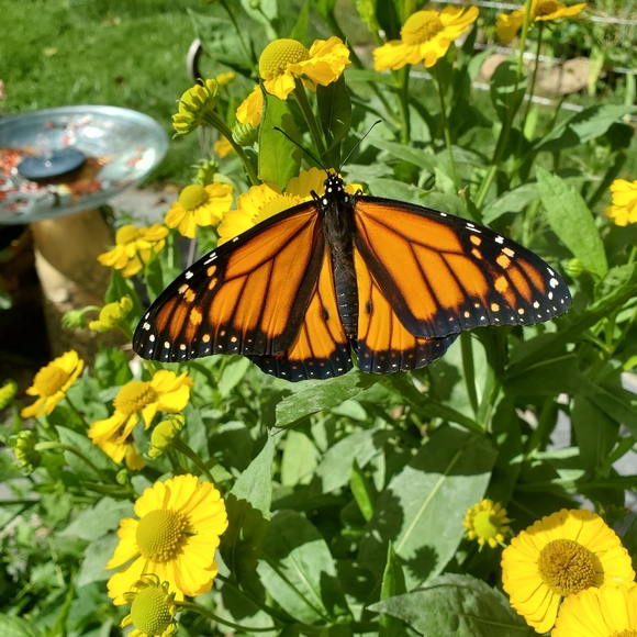 Meet your Posher, Teresa - Picture 3 of 16